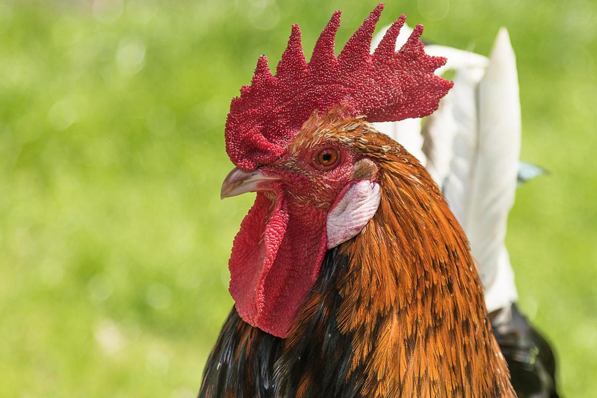 Landgasthof Hieren Muehle Ney Zewnętrze zdjęcie